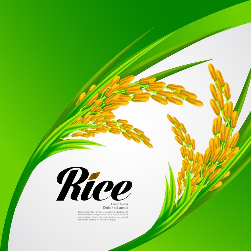 Premium Rice great quality design concept  vector. vector