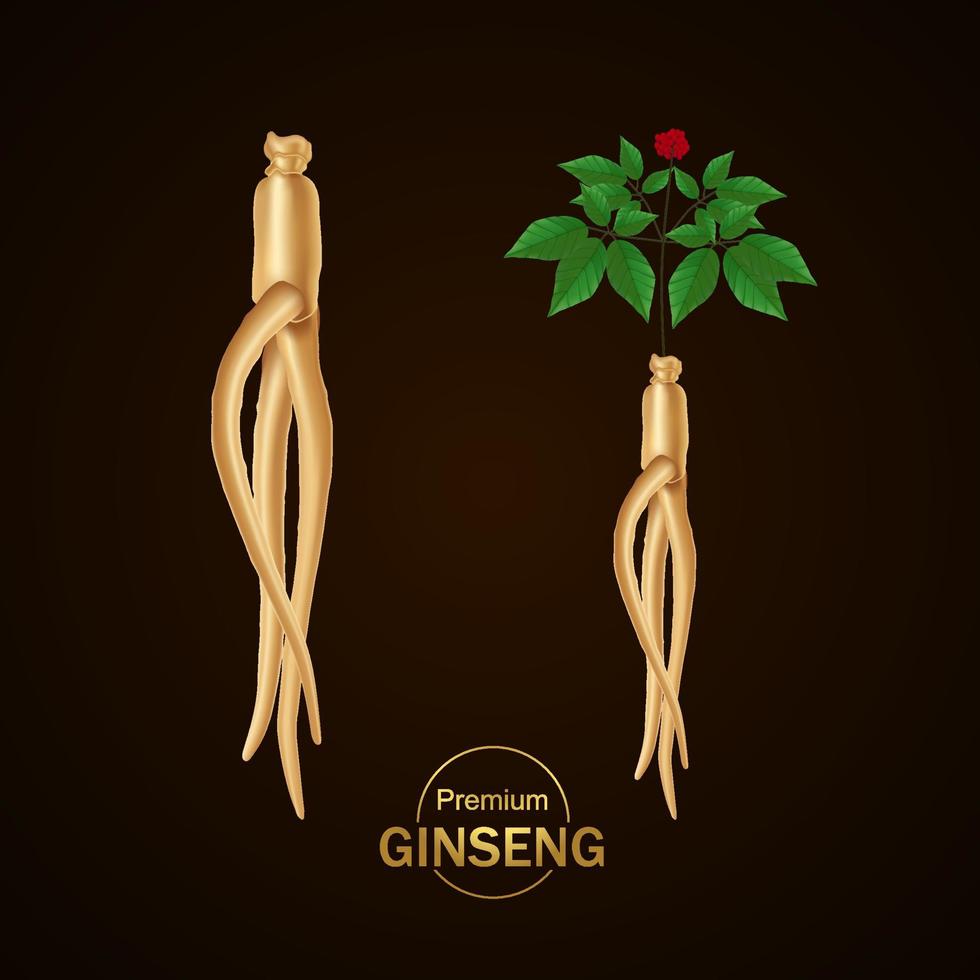 prima ginseng vector ilustración