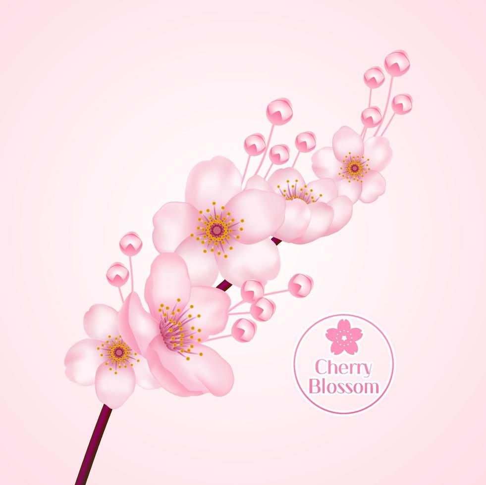 Cherry blossom, sakura branch with pink flowers illustration. vector