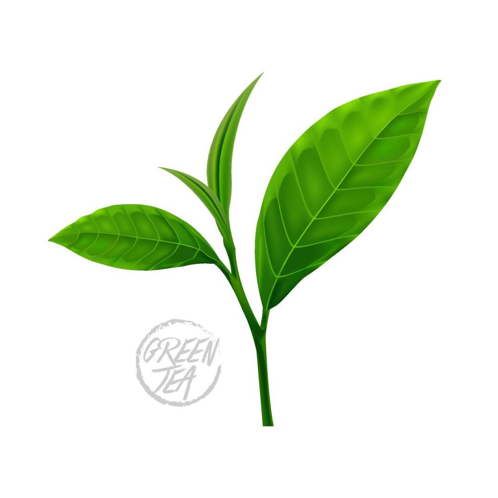 prima verde té para bueno salud vector ilustración.