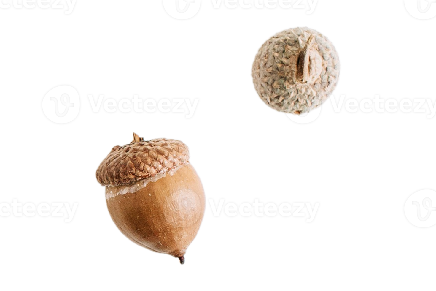 Acorns fruit isolated on a transparent background png