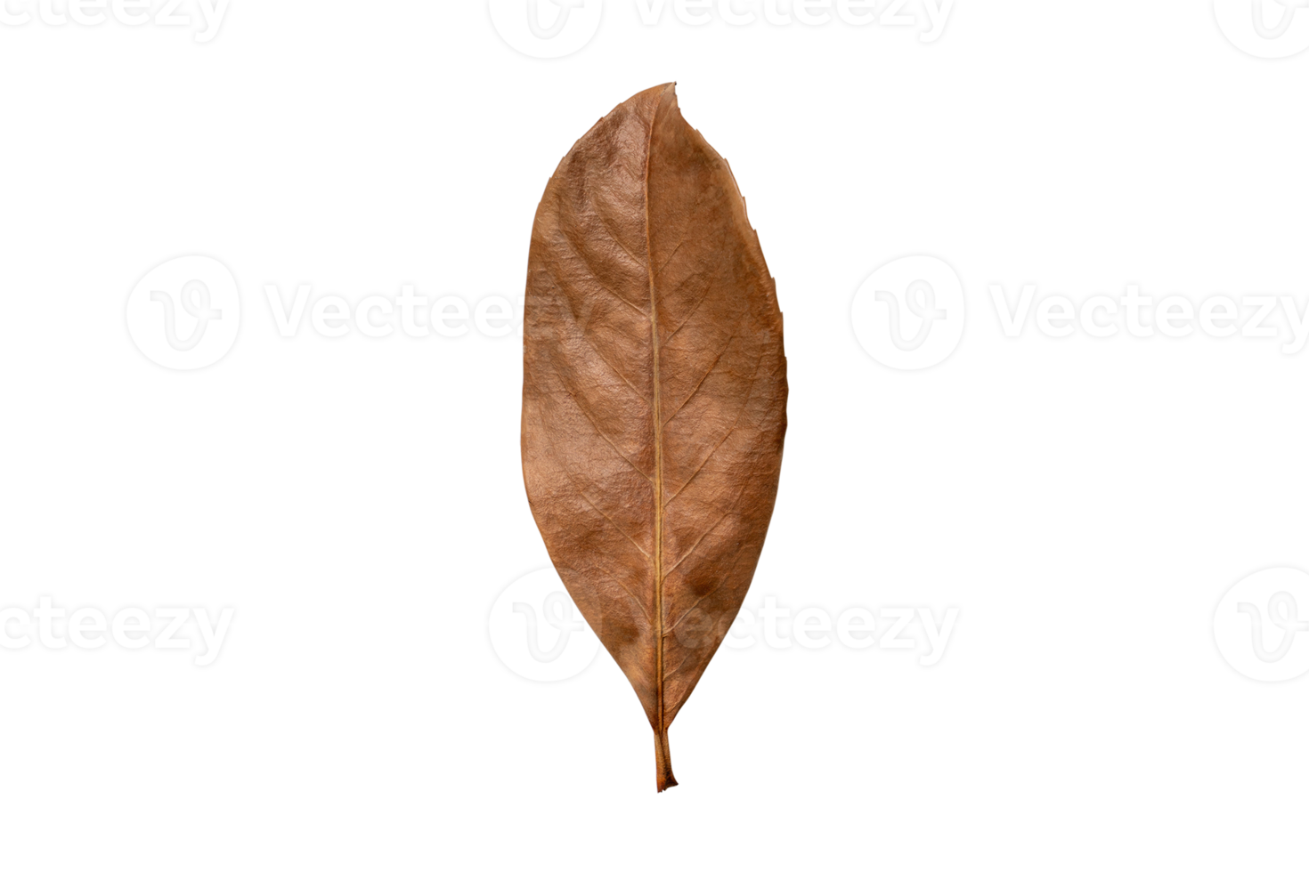 Brown dried leaf isolated on a transparent background png