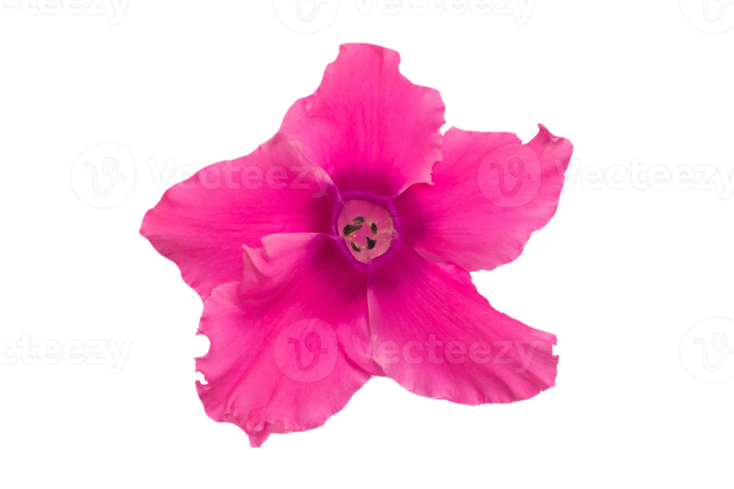 Pink flower isolated on a transparent background png