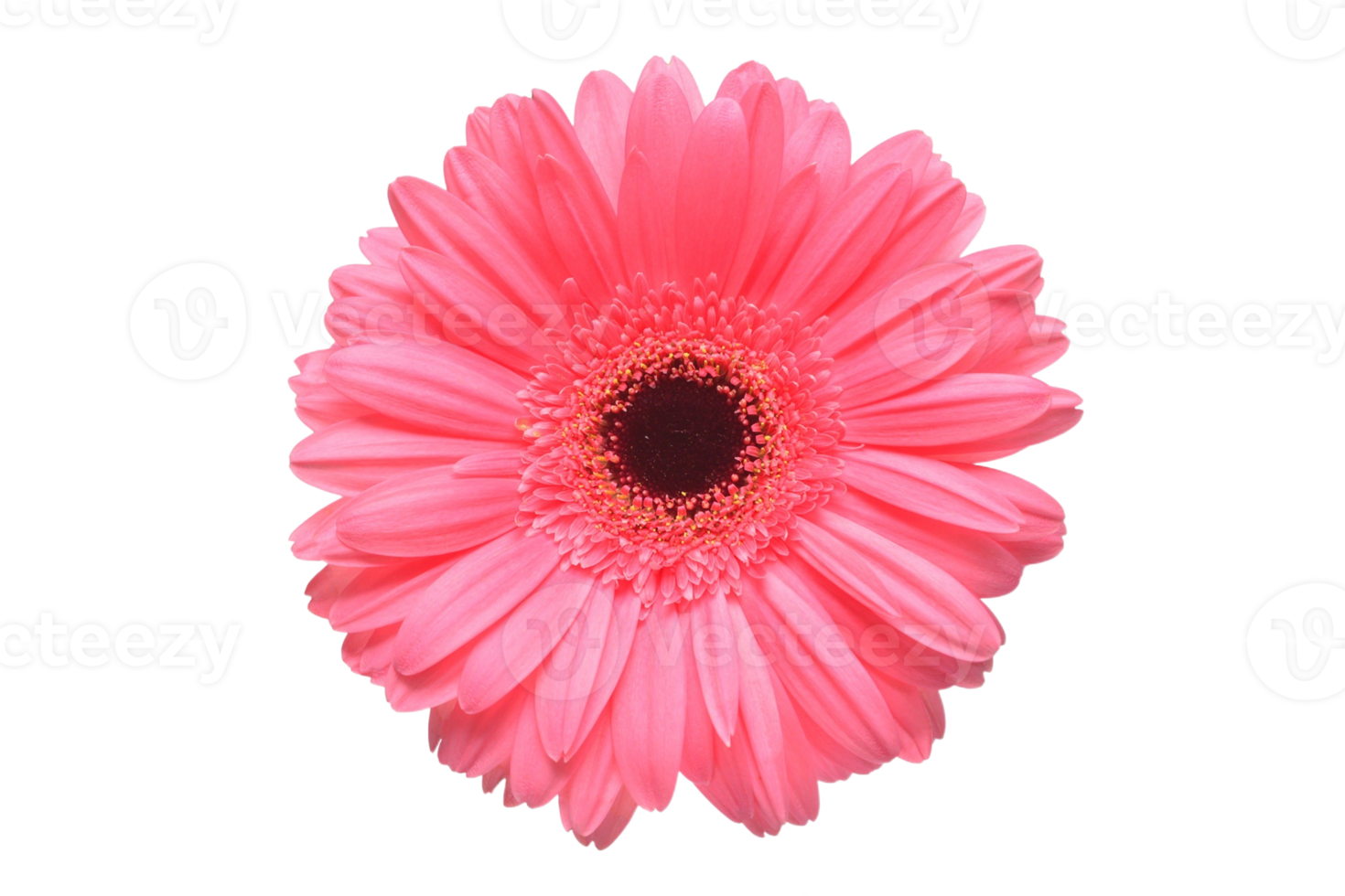 Pink flower isolated on a transparent background png