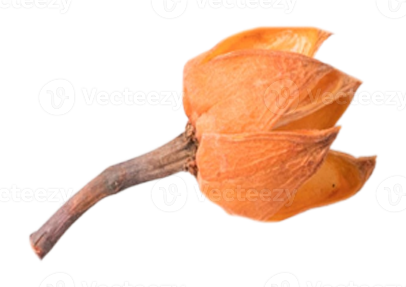 Dried flower is isolated on a transparent background png