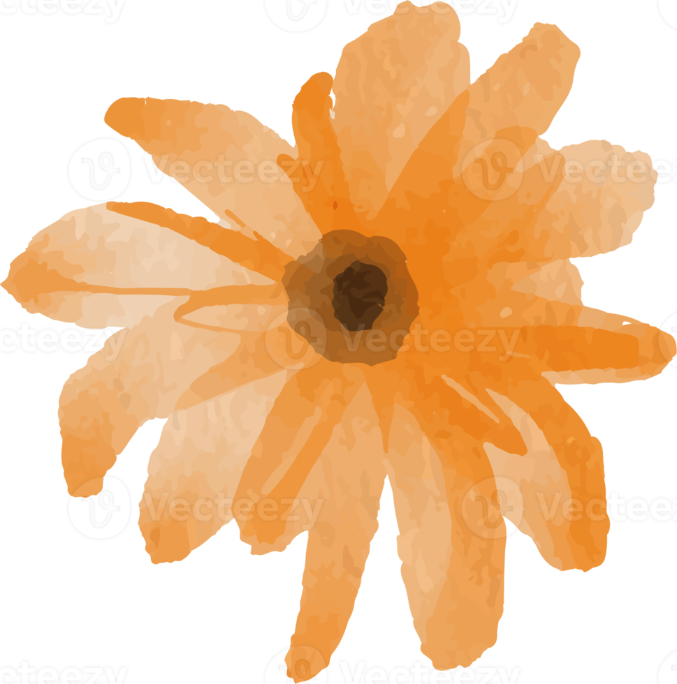 watercolor illustration of orange flower png