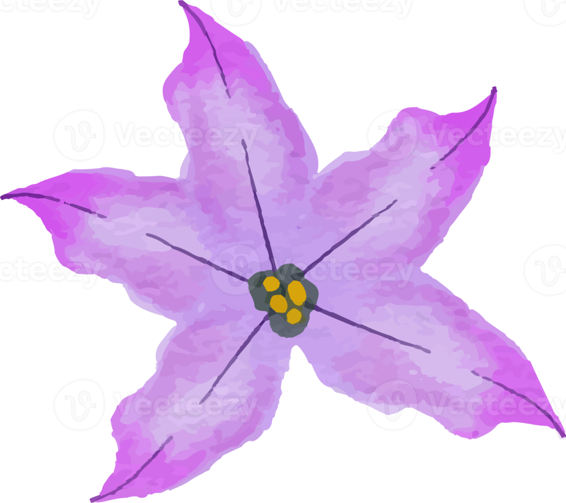 isolated watercolor illustration of violet flower 21429903 PNG