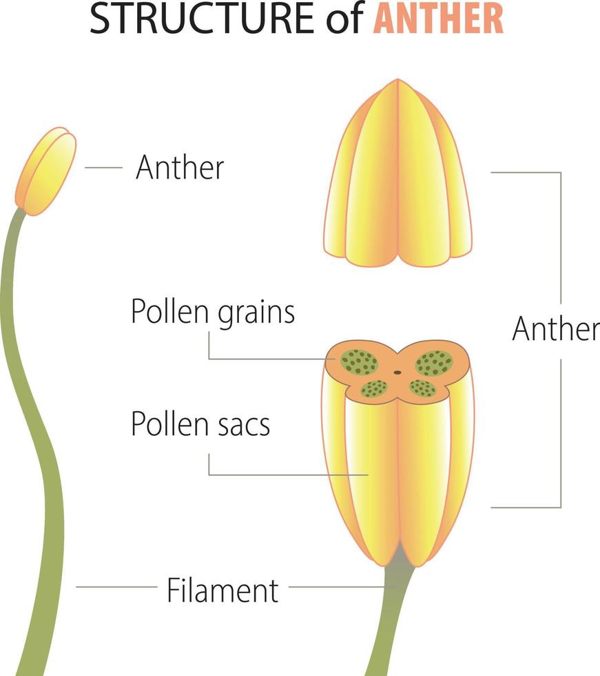 structure of anther infographic vector