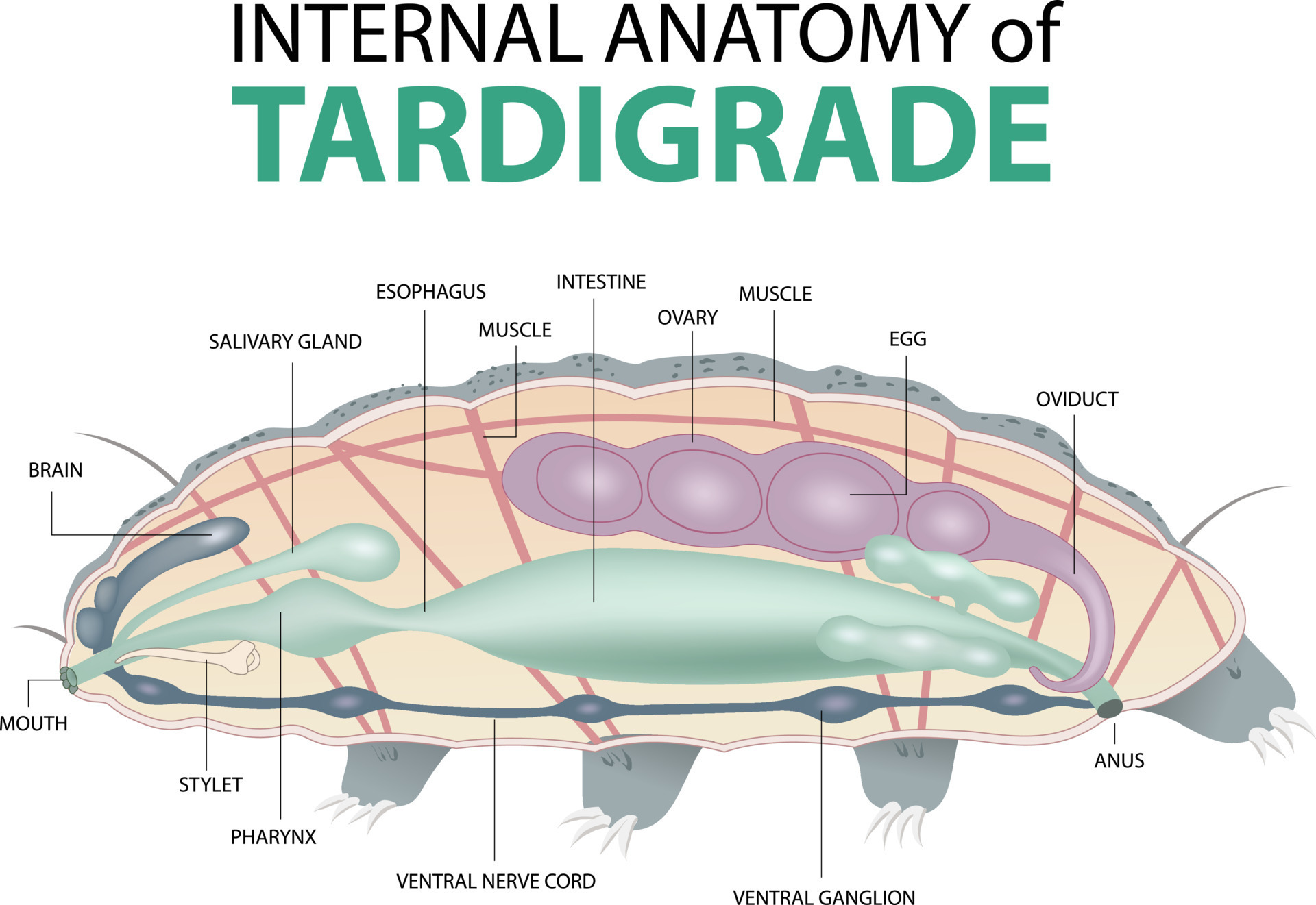 internal anatomy of tardigrade 21432419 Vector Art at Vecteezy