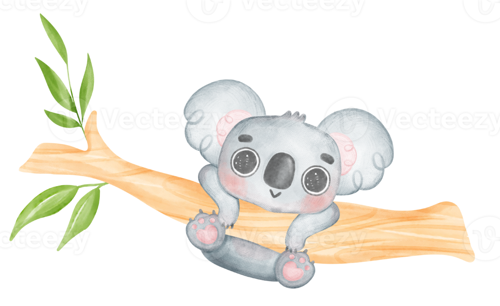 Cute Fuzzy-Eared innocence baby Koala on a tree branch watercolour Illustration png