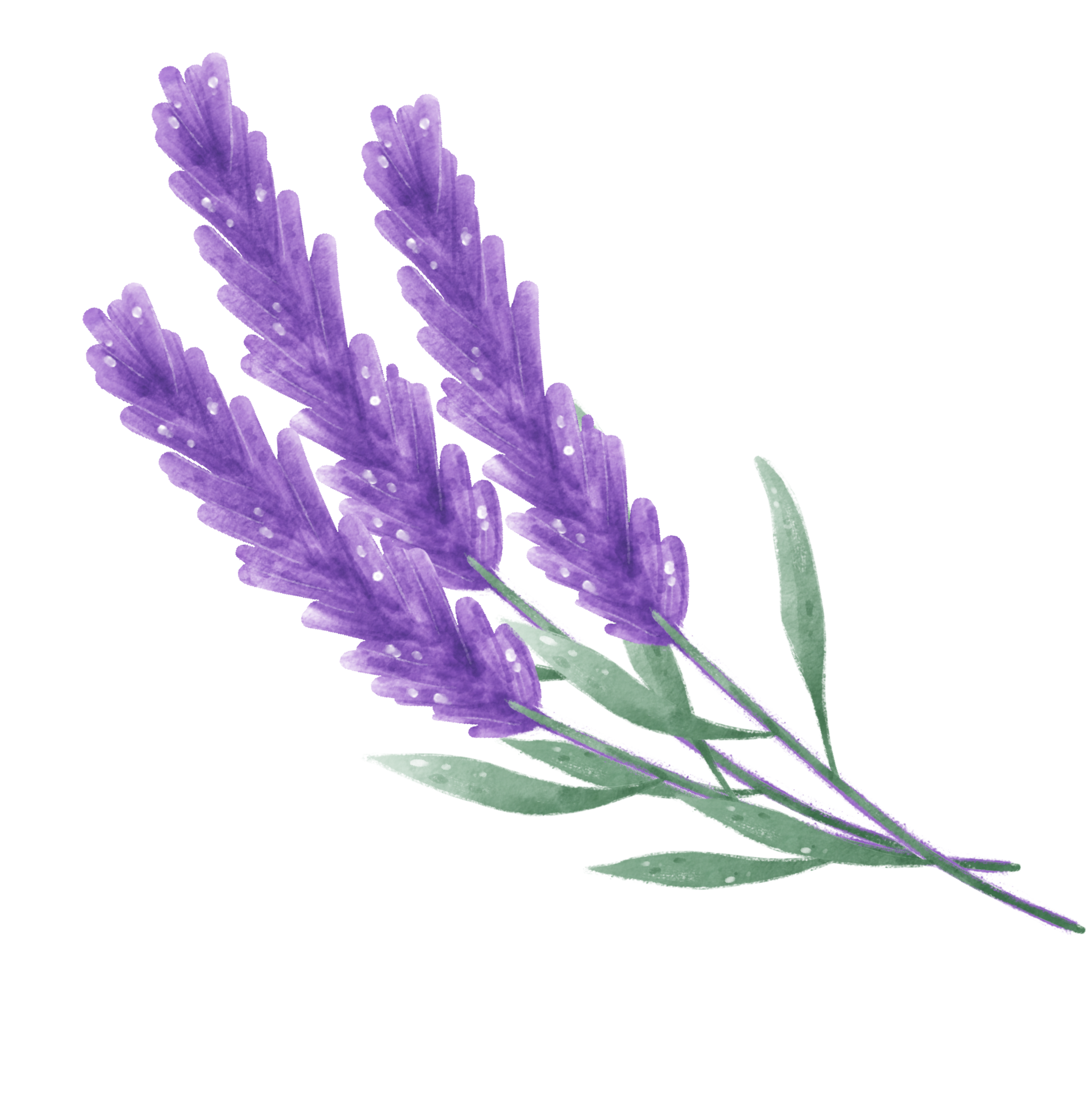 Sandrock Yellow Lavender:  A Surprisingly Hardy & Vibrant Flower - ghma3mk