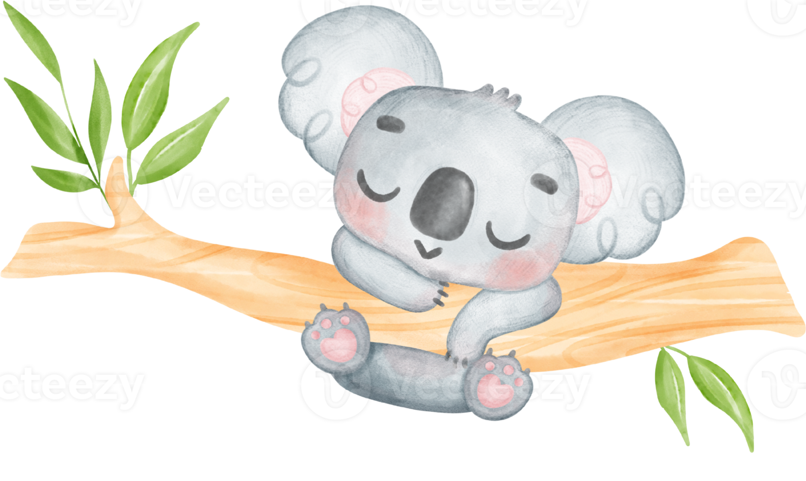 Cute Fuzzy-Eared innocence baby Koala on a tree branch watercolour Illustration png