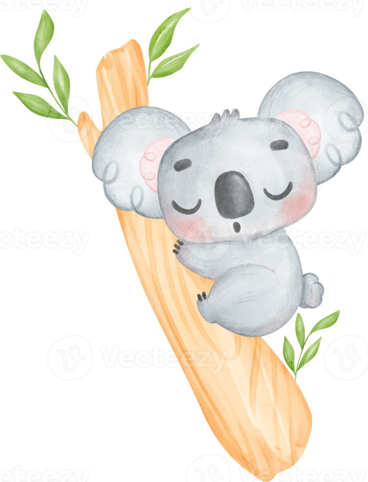 Cute Fuzzy-Eared innocence baby Koala on a tree branch watercolour Illustration png