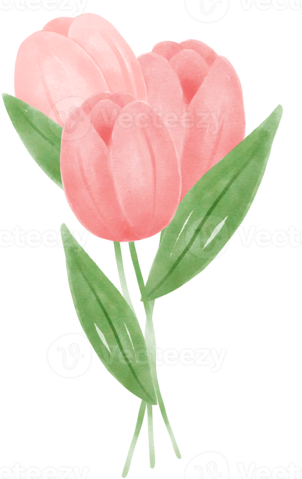 cute sweet pink tulip flowers watercolour hand painting cartoon doodle spring love season png