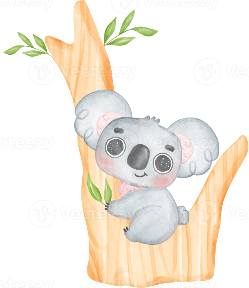 Cute Fuzzy-Eared innocence baby Koala on a tree branch watercolour Illustration png