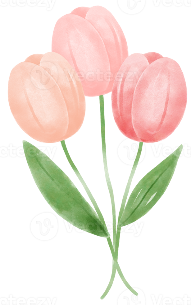 cute sweet pink tulip flowers watercolour hand painting cartoon doodle spring love season png