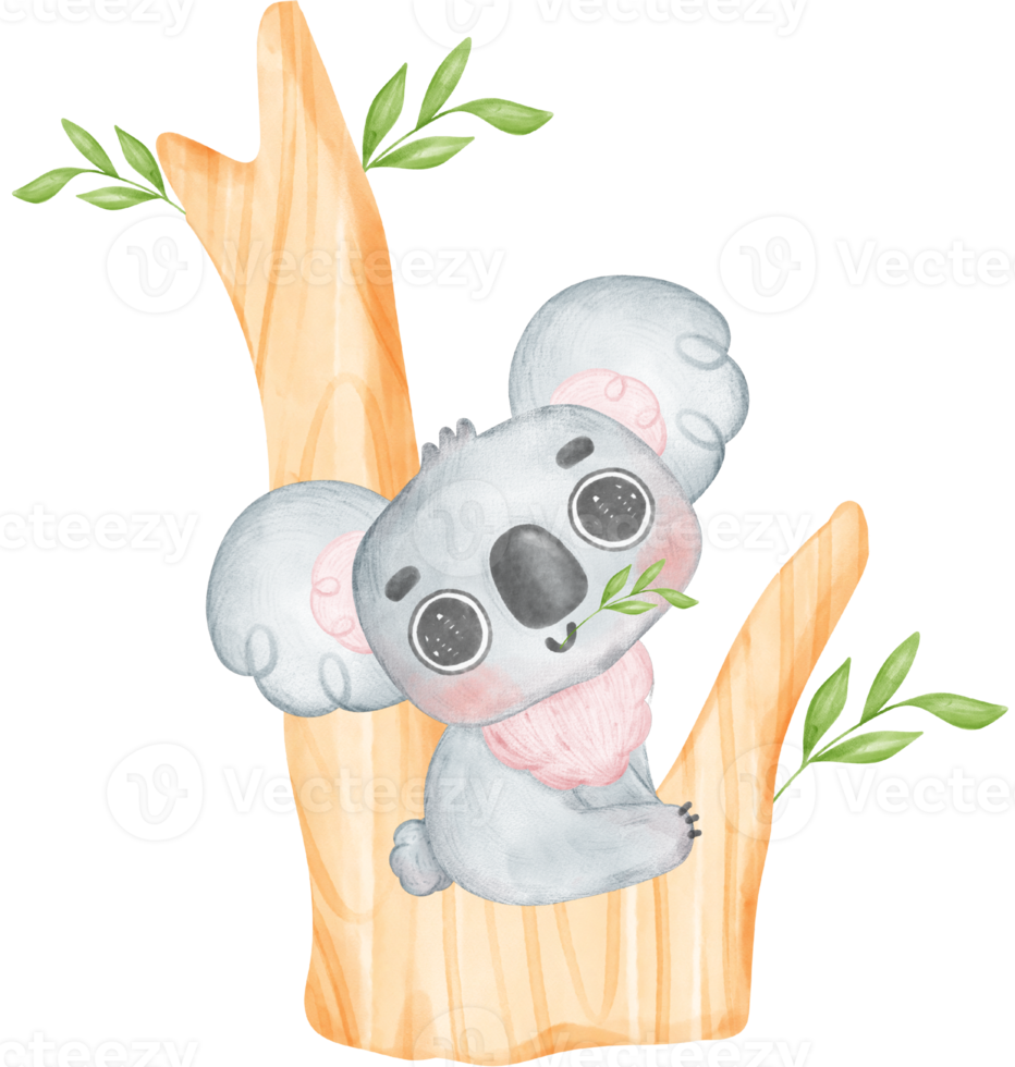 Cute Fuzzy-Eared innocence baby Koala on a tree branch watercolour Illustration png