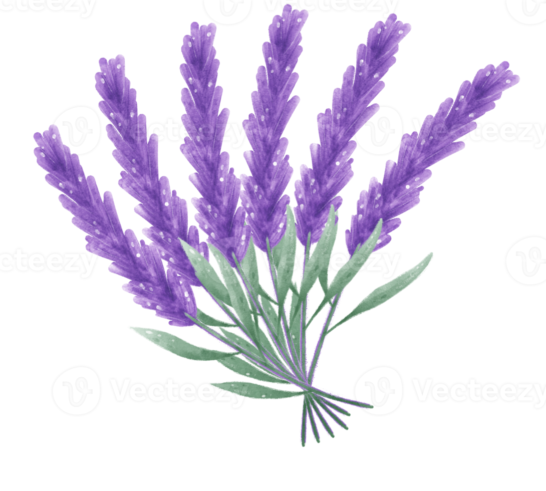 vattenfärg lila lavendel- blomma hand målning illustration png