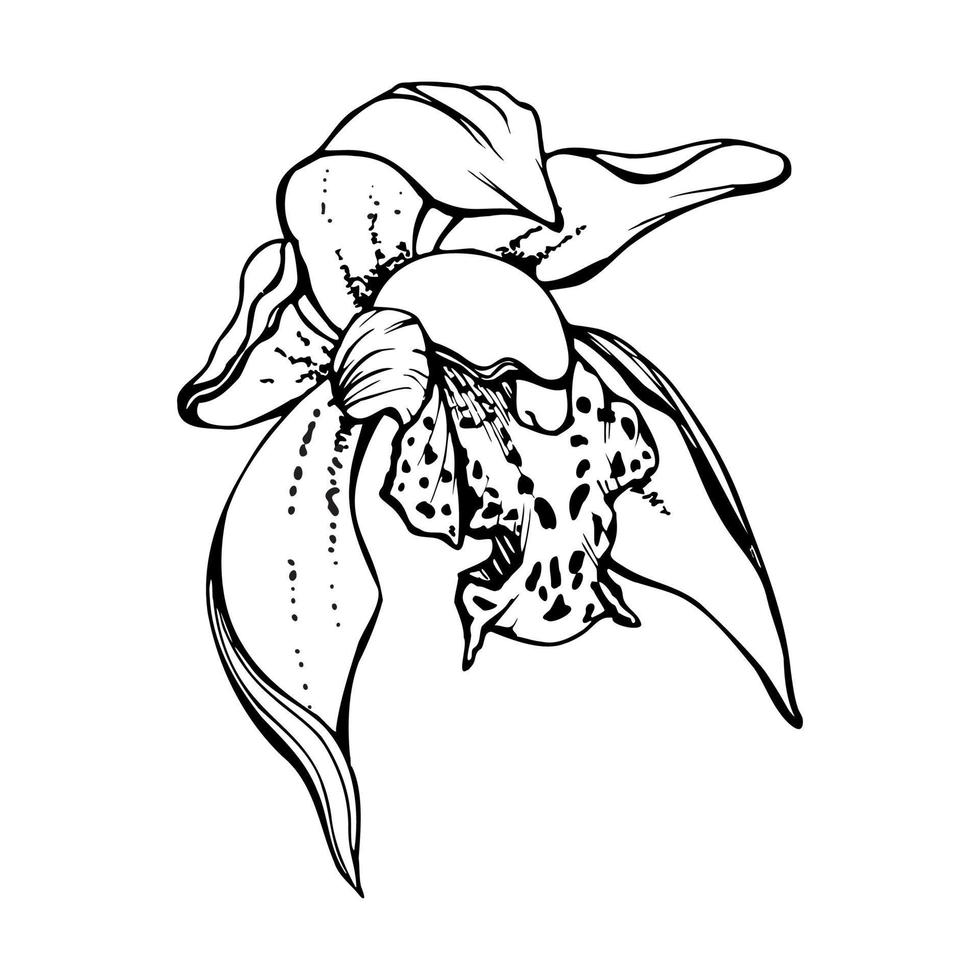 Hand drawn vector ink orchid, monochrome, detailed outline. Close-up drawing of single cymbidium exotic flower. Isolated on white background. Design for wall art, wedding, print, tattoo, cover, card.