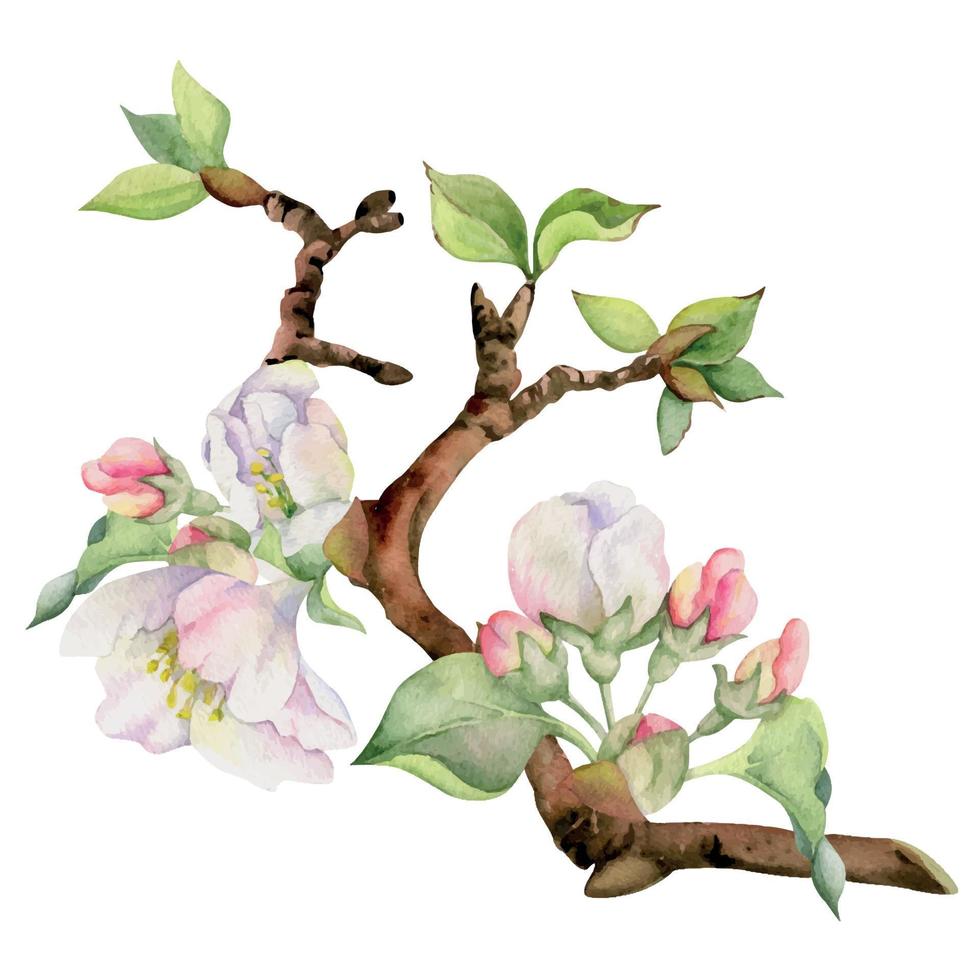 mano dibujado acuarela manzana flores en rama con hojas, blanco, rosado y verde. cuadrado composición aislado en blanco antecedentes. diseño para pared arte, boda, imprimir, tela, cubrir, tarjeta, invitación. vector