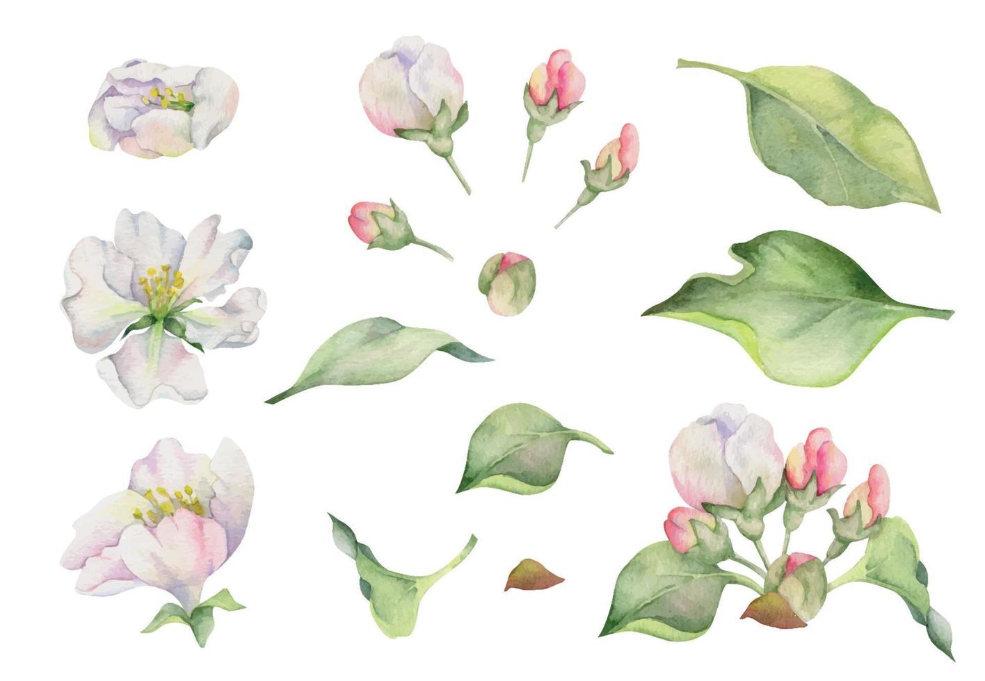 Hand drawn watercolor composition with apple blossom on branches, green leaves, white and pink flowers. Isolated object on white background. Design for wall art, wedding, print, fabric, cover, card. vector