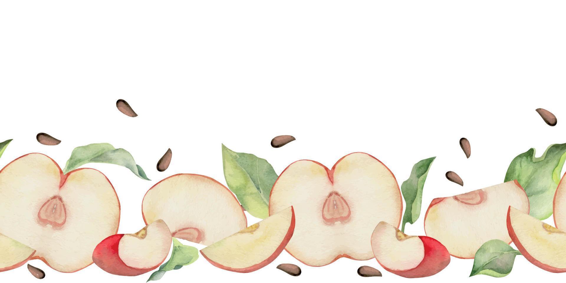 Hand drawn watercolor apple fruits ripe, slices, red and green color, leaves, seeds. Seamless horizontal banner. Isolated on white background. Design for wall art, wedding, print, fabric, cover, card. vector