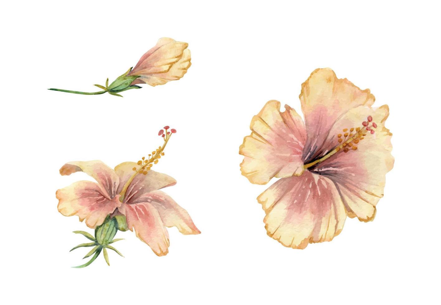Hand drawn watercolor elements. Exotic pink hibiscus flower and bud on green stalk. Isolated on white background. Design wall art, wedding, print, fabric, cover, card, tourism, travel booklet. vector