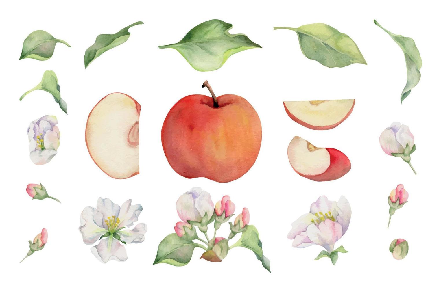 Hand drawn watercolor composition with apple blossom, fruit slices, green leaves, white and pink flowers. Isolated object on white background. Design for wall art, wedding, print, fabric, cover, card. vector