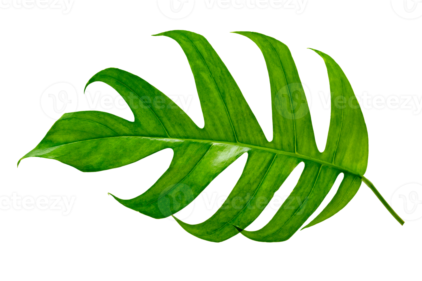 Monstera leaves leaves with Isolate  Leaves on transparent background PNG file
