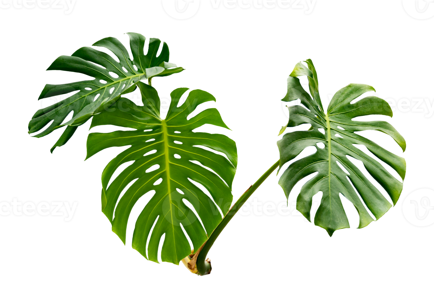 monstera laisse des feuilles avec des feuilles isolées sur un fichier png de fond transparent