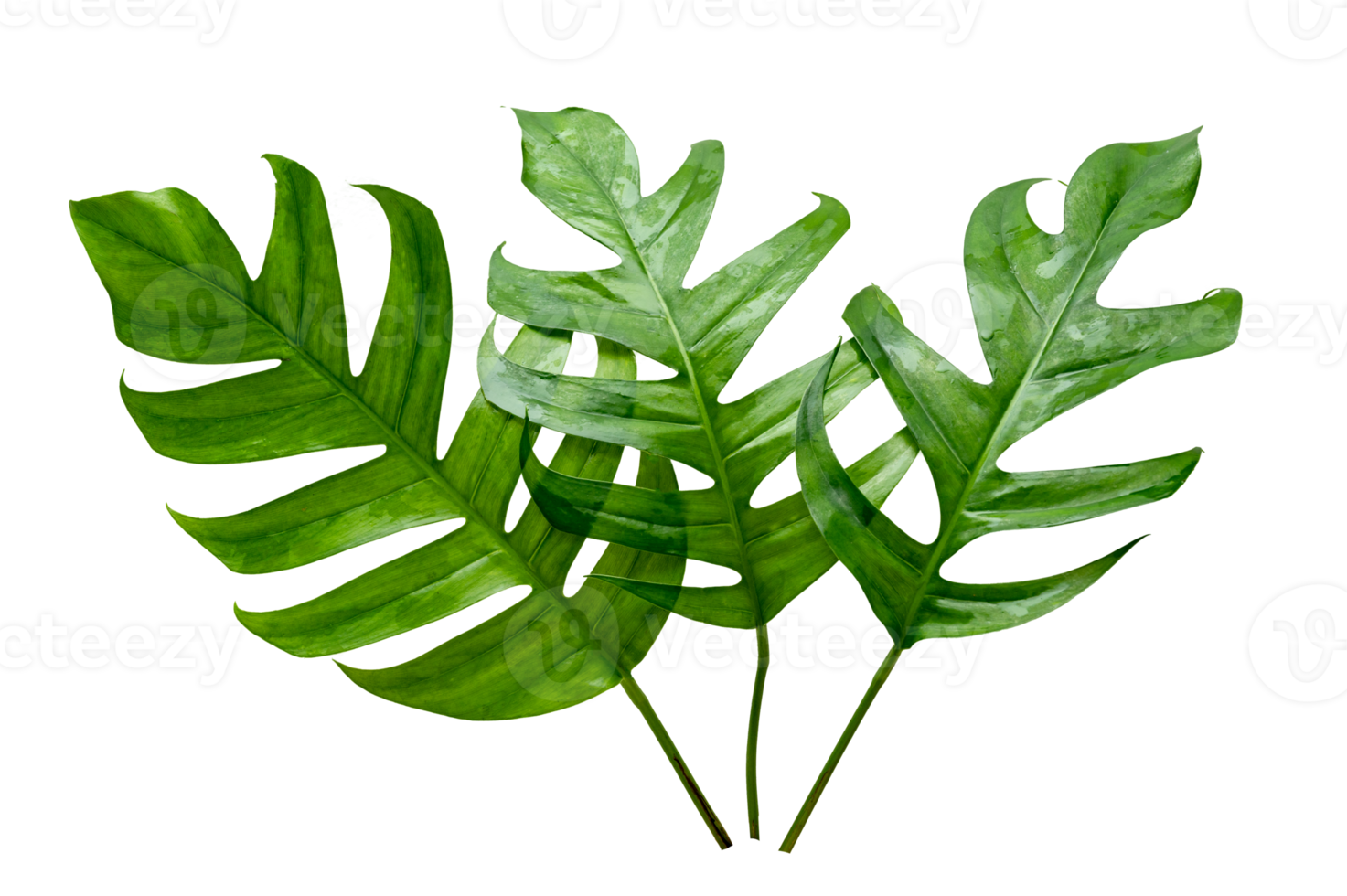 monstera löv löv med isolera löv på transparent bakgrund png fil