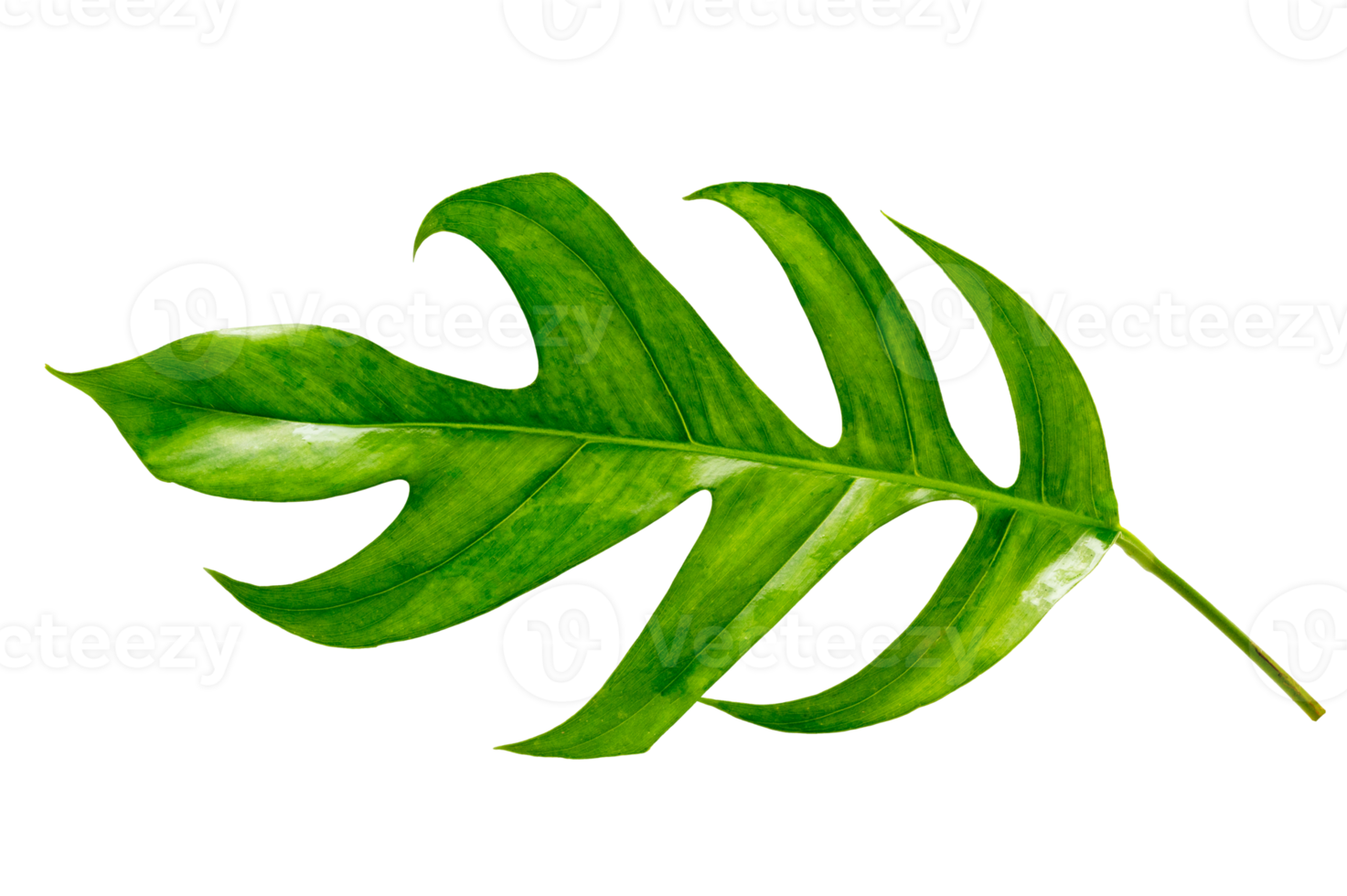 monstera bladeren bladeren met isoleren bladeren Aan transparant achtergrond PNG het dossier