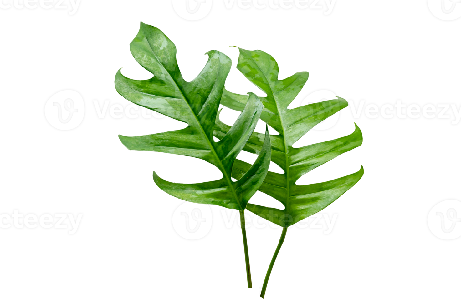 Monstera leaves leaves with Isolate  Leaves on transparent background PNG file
