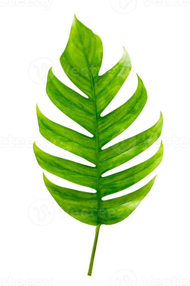 Monstera leaves leaves with Isolate  Leaves on transparent background PNG file