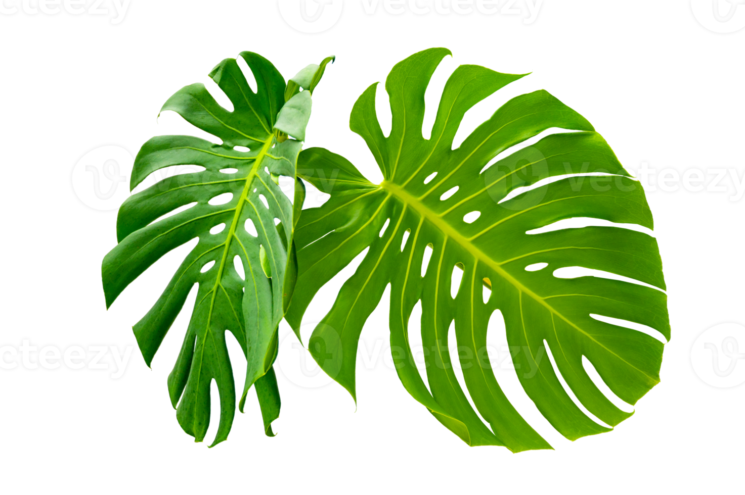 Monstera leaves leaves with Isolate  Leaves on transparent background PNG file