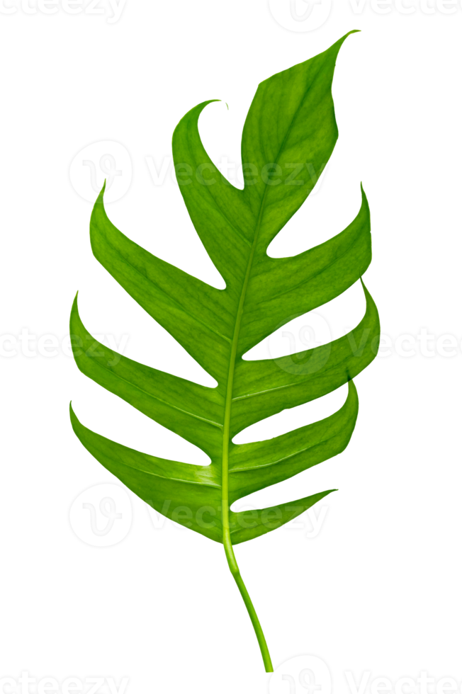Monstera leaves leaves with Isolate  Leaves on transparent background PNG file