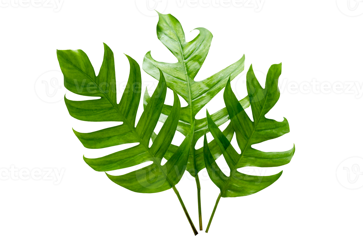 monstera löv löv med isolera löv på transparent bakgrund png fil