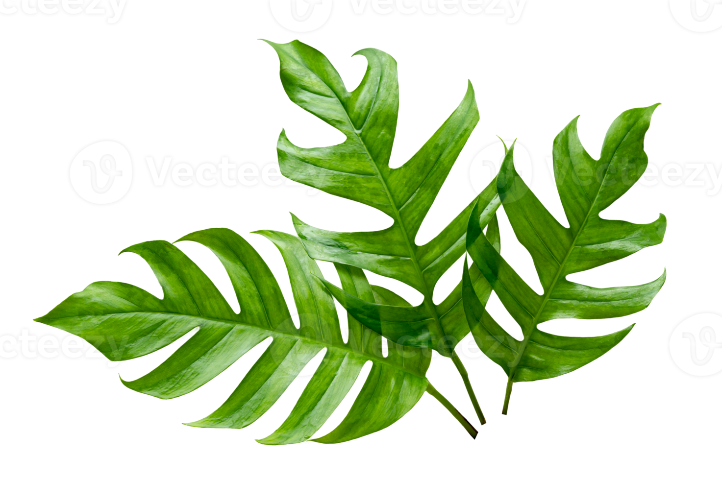 Monstera leaves leaves with Isolate  Leaves on transparent background PNG file