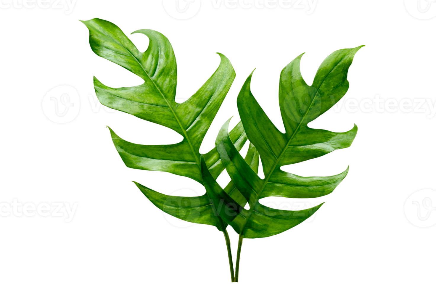 Monstera leaves leaves with Isolate  Leaves on transparent background PNG file
