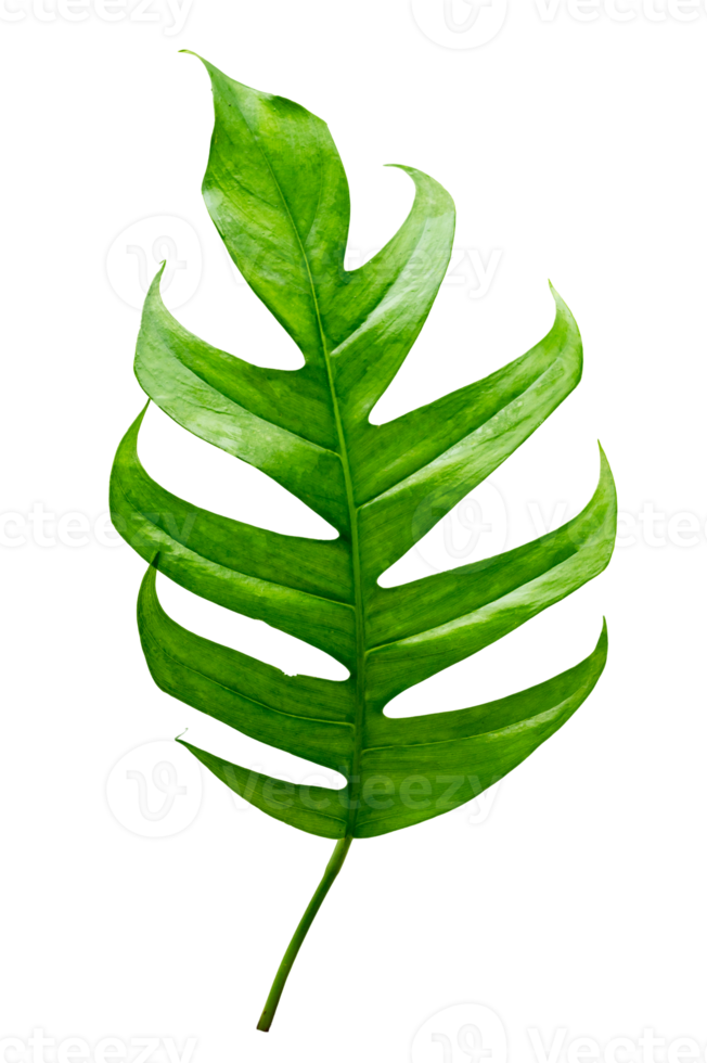 Monstera leaves leaves with Isolate  Leaves on transparent background PNG file