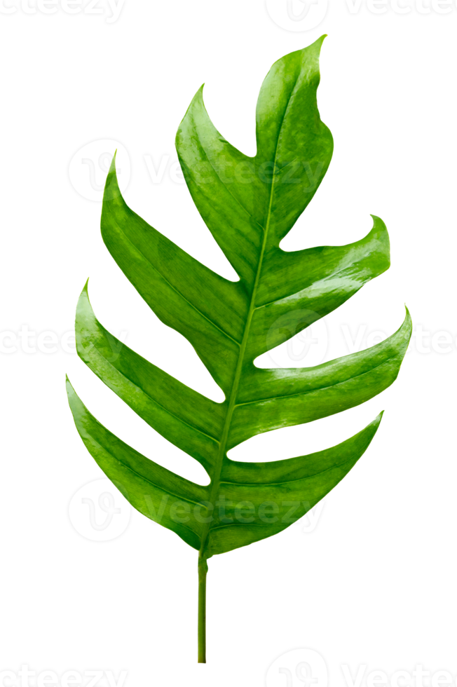 Monstera leaves leaves with Isolate  Leaves on transparent background PNG file