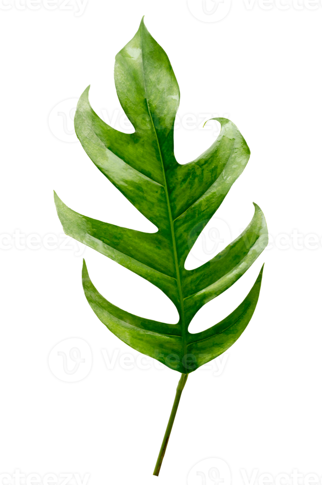 Monstera leaves leaves with Isolate  Leaves on transparent background PNG file