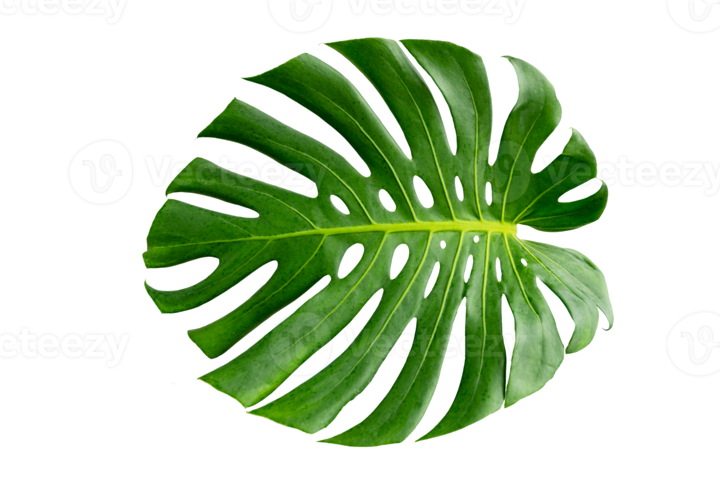 Monstera leaves leaves with Isolate  Leaves on transparent background PNG file