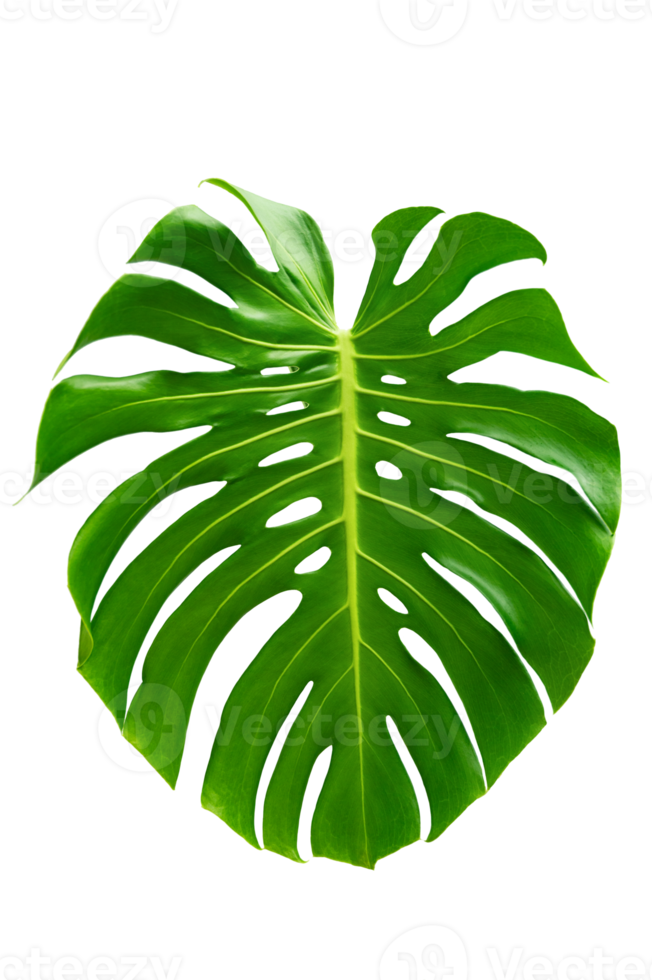 Monstera leaves leaves with Isolate  Leaves on transparent background PNG file