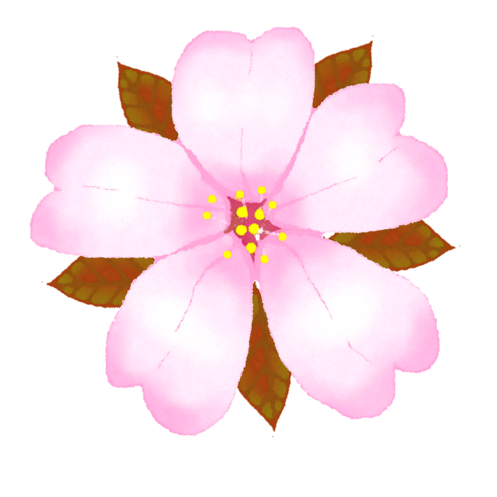 rosa blomma sakura png