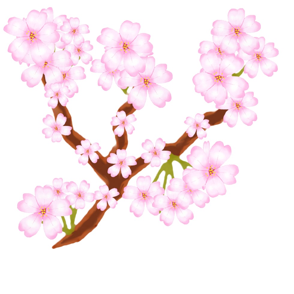 cherry blossom design png