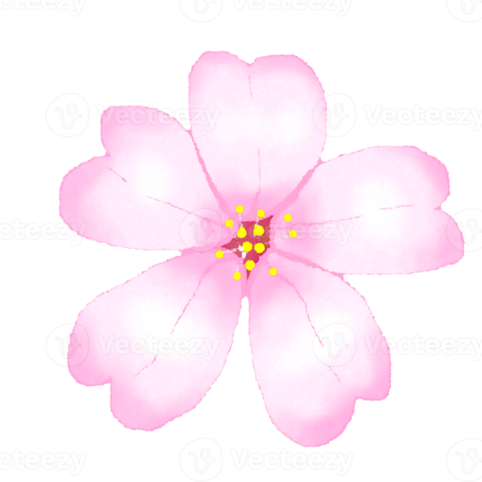 Sakura fleurs Cerise fleur png