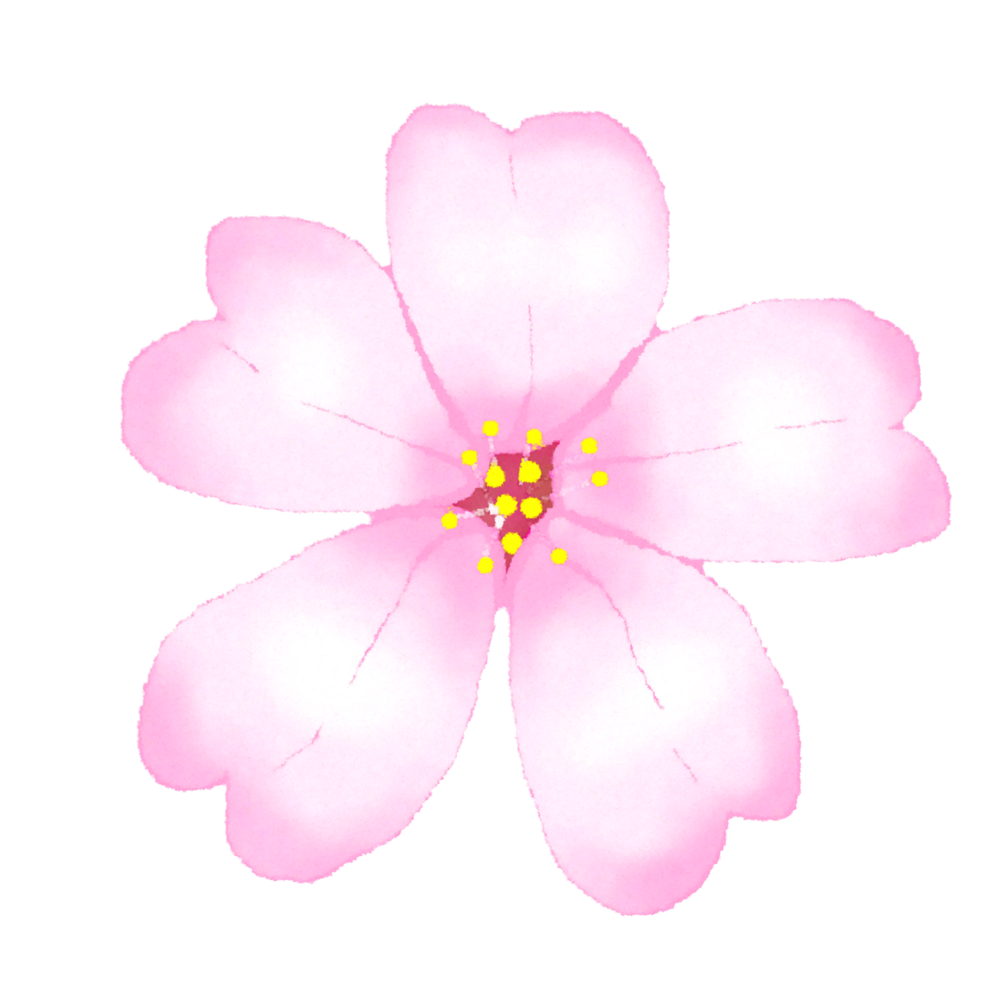 sakura flowers cherry blossom 21444540 PNG