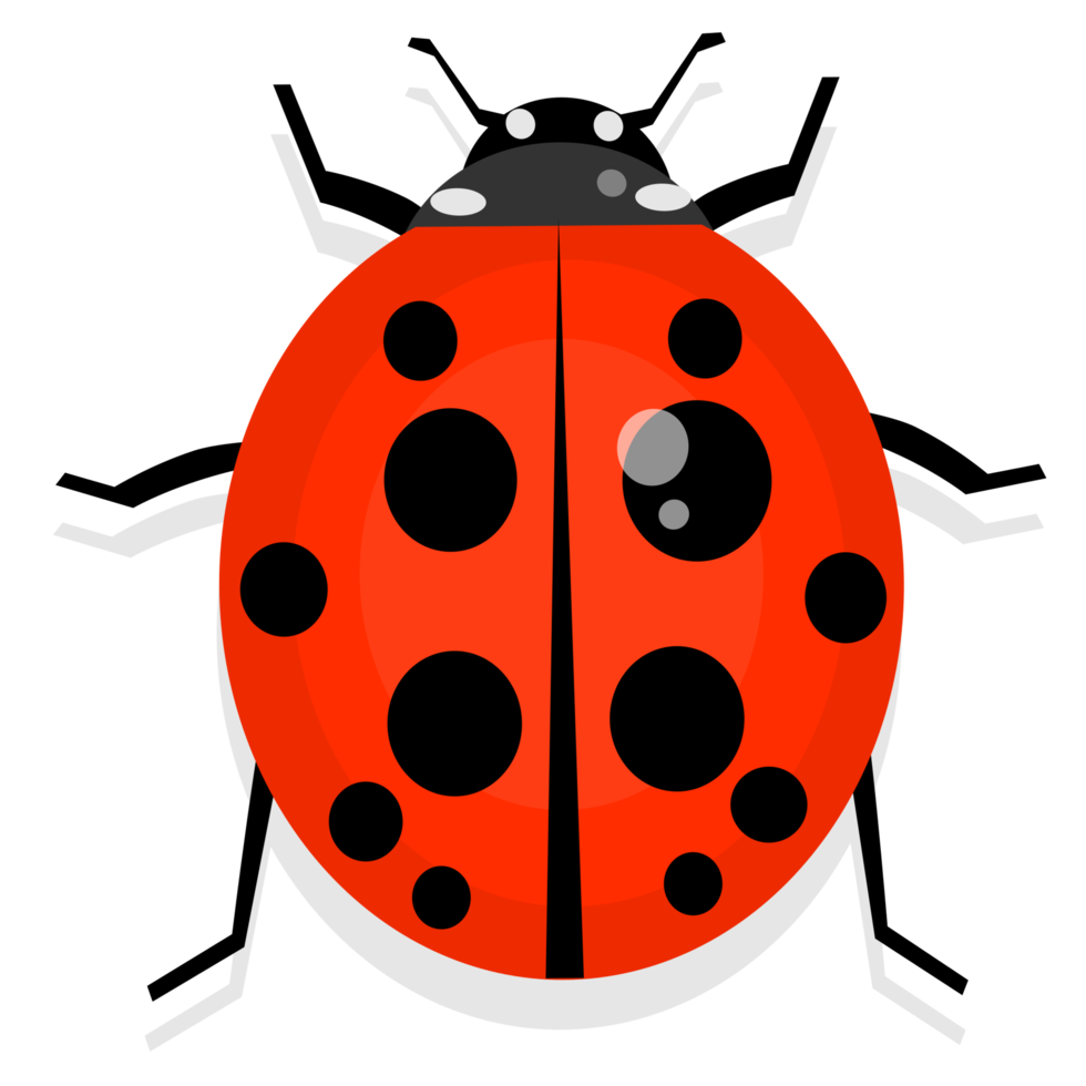 cute ladybug insect png