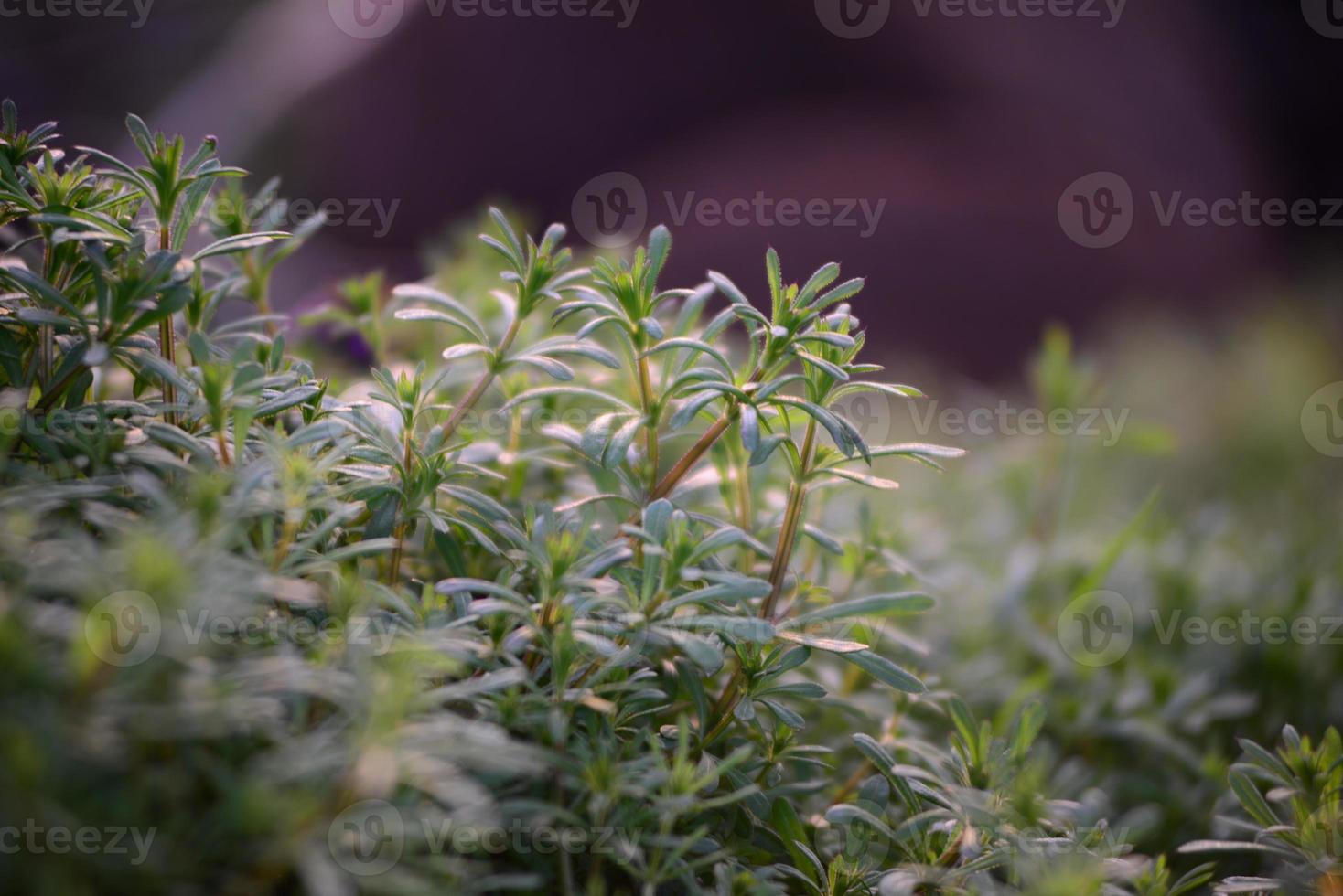 Galiume aparine as a close up in backlight at sunset photo